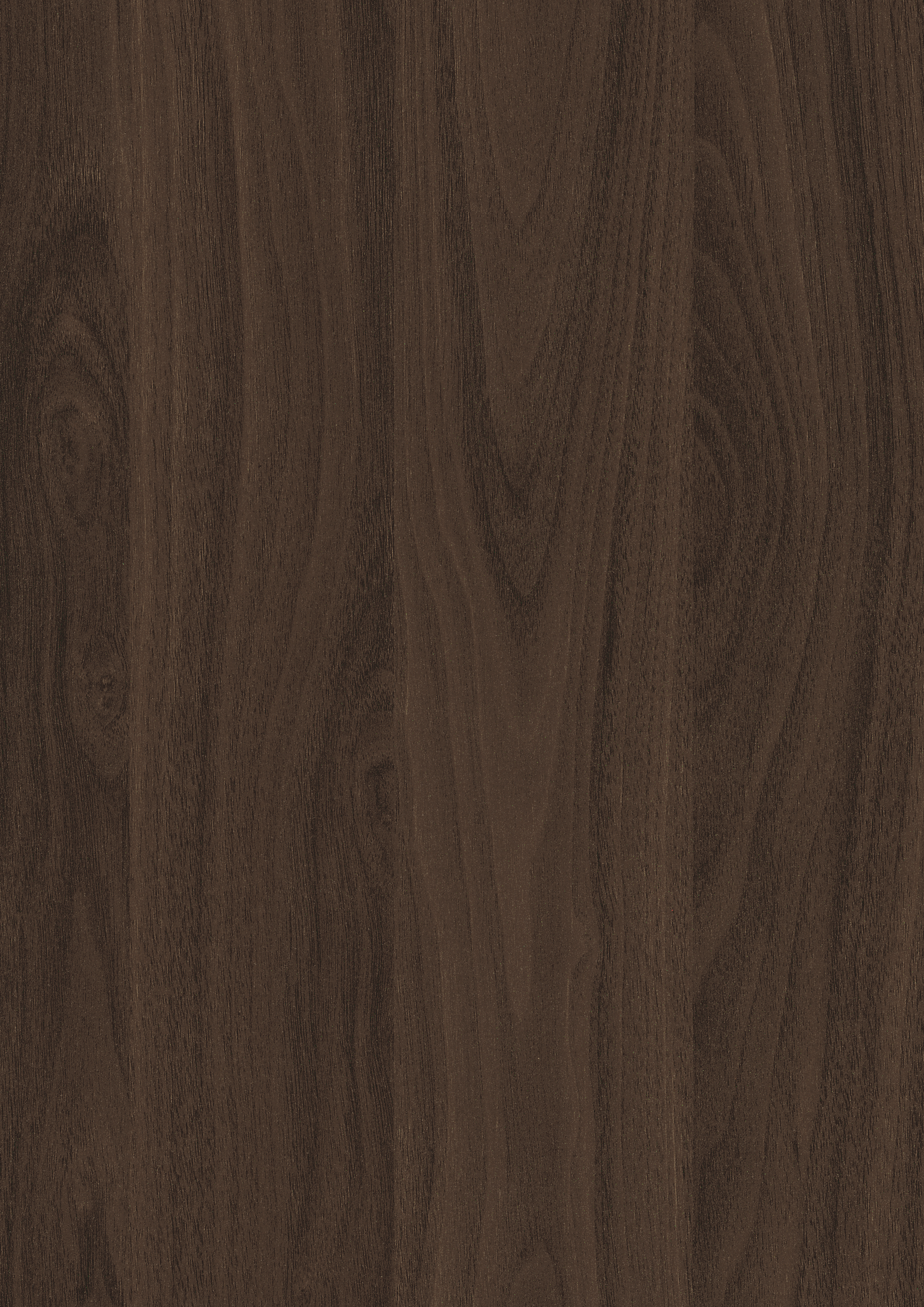 Chocolate Carini Walnut